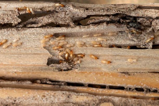 Best Termite Control Services  in Eastern Goleta Valley, CA